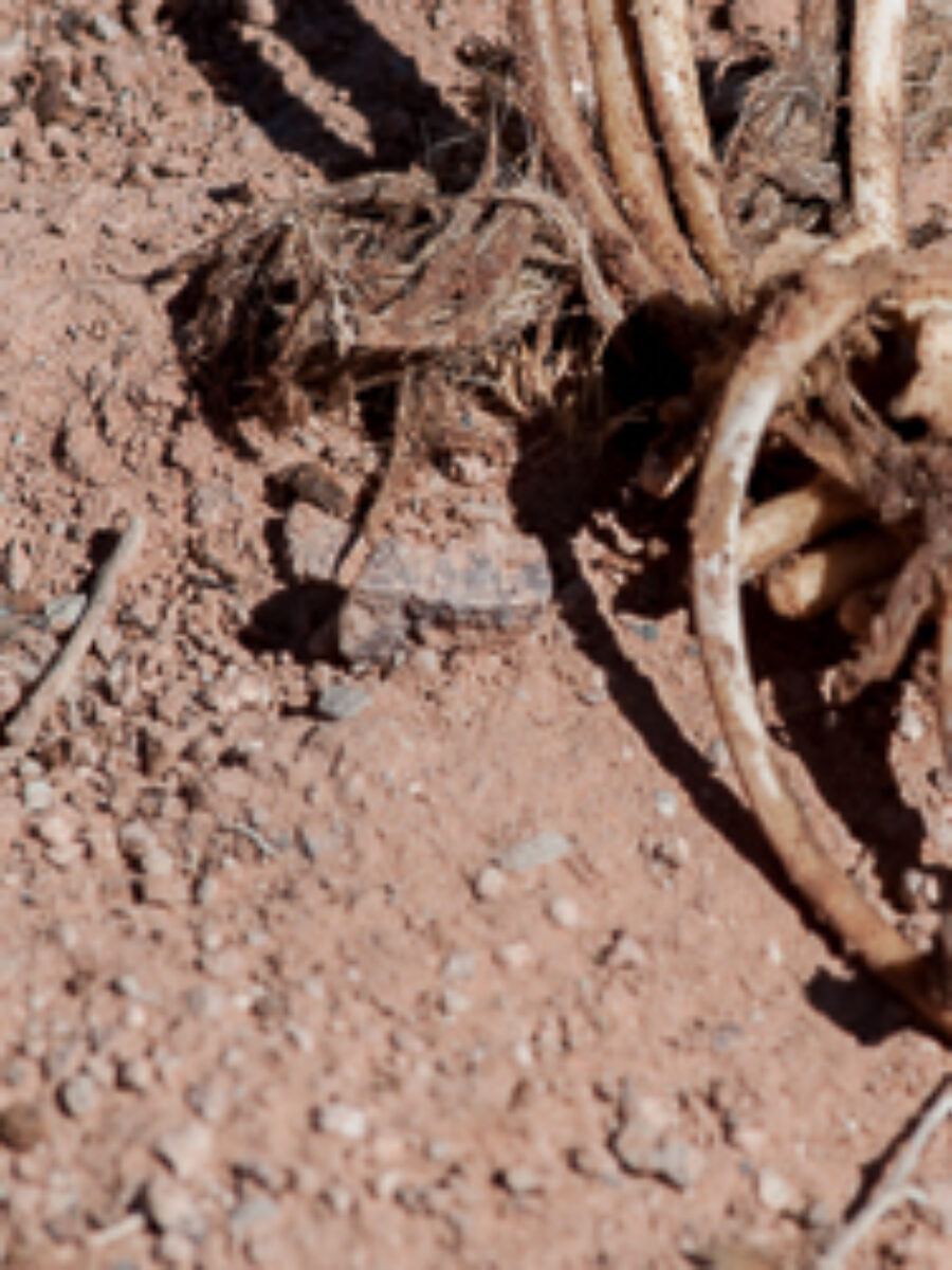 Na zdjęciu zwłoki psa, dzień ziemi