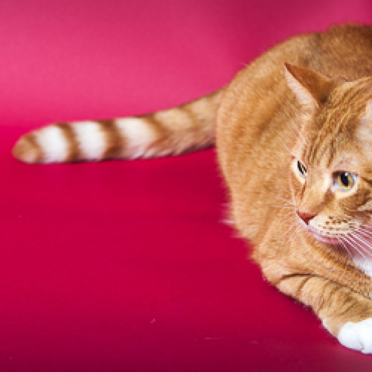 Piętnaście rzeczy, których nie wiecie o kotach