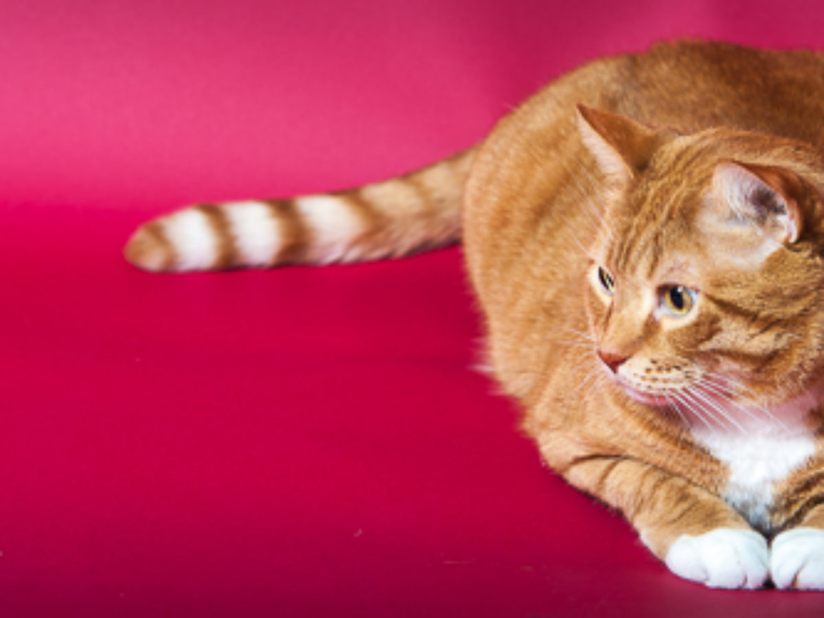 Piętnaście rzeczy, których nie wiecie o kotach