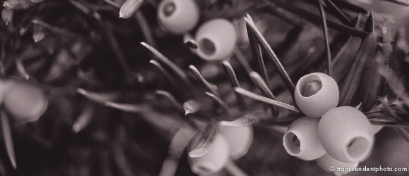 Strange fruit