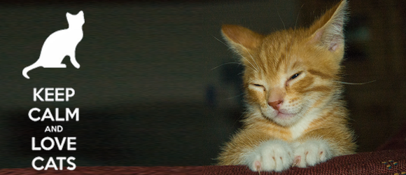 world cat day