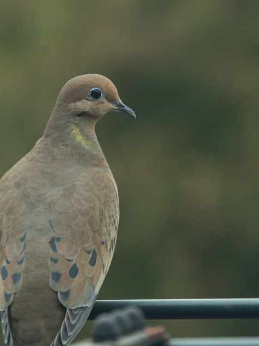 Na zdjęciu gołąbek, Nguya na ngai