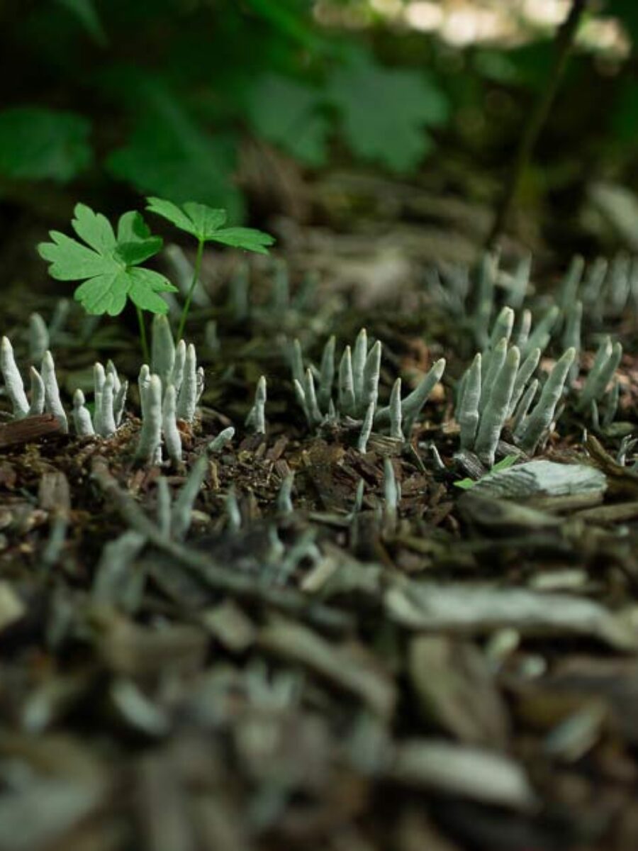 Ściółka leśna pełna grzybków, które kojarzą mi się z negacjonizmem