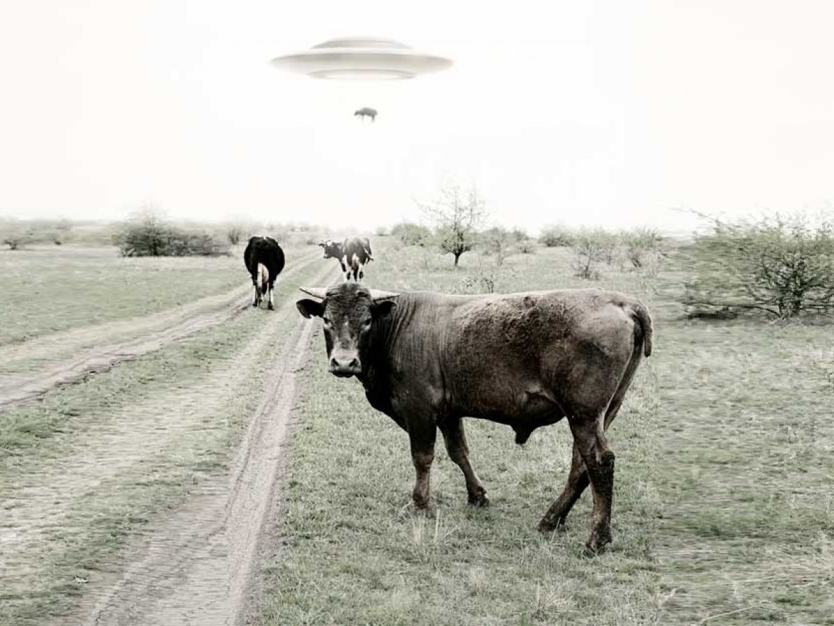 Fotografia przedstawia uprowadzenie krowy przez UFO