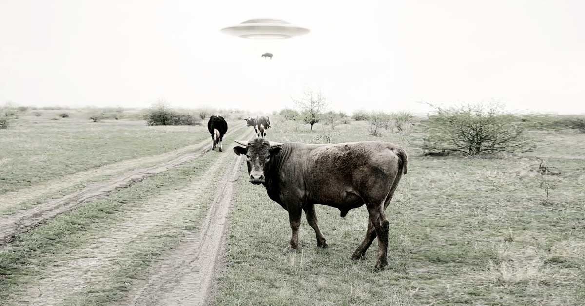 Fotografia przedstawia uprowadzenie krowy przez UFO