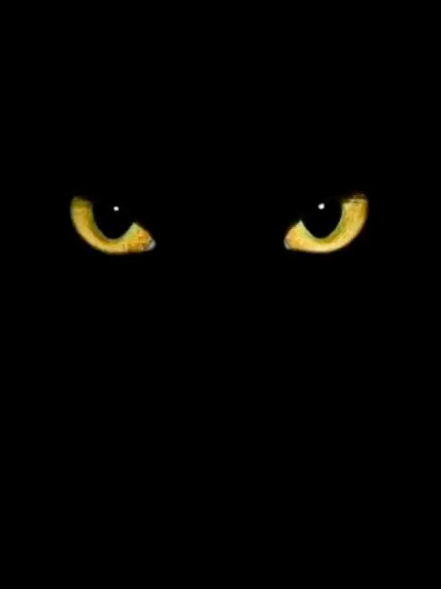 Kocie oczy 13 w piątek