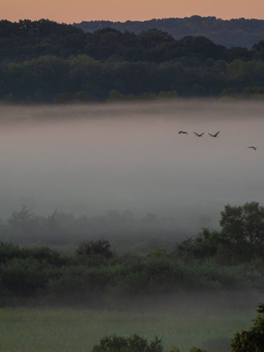 poranek, gęsta mgła nad polami, przelatujące ptaki