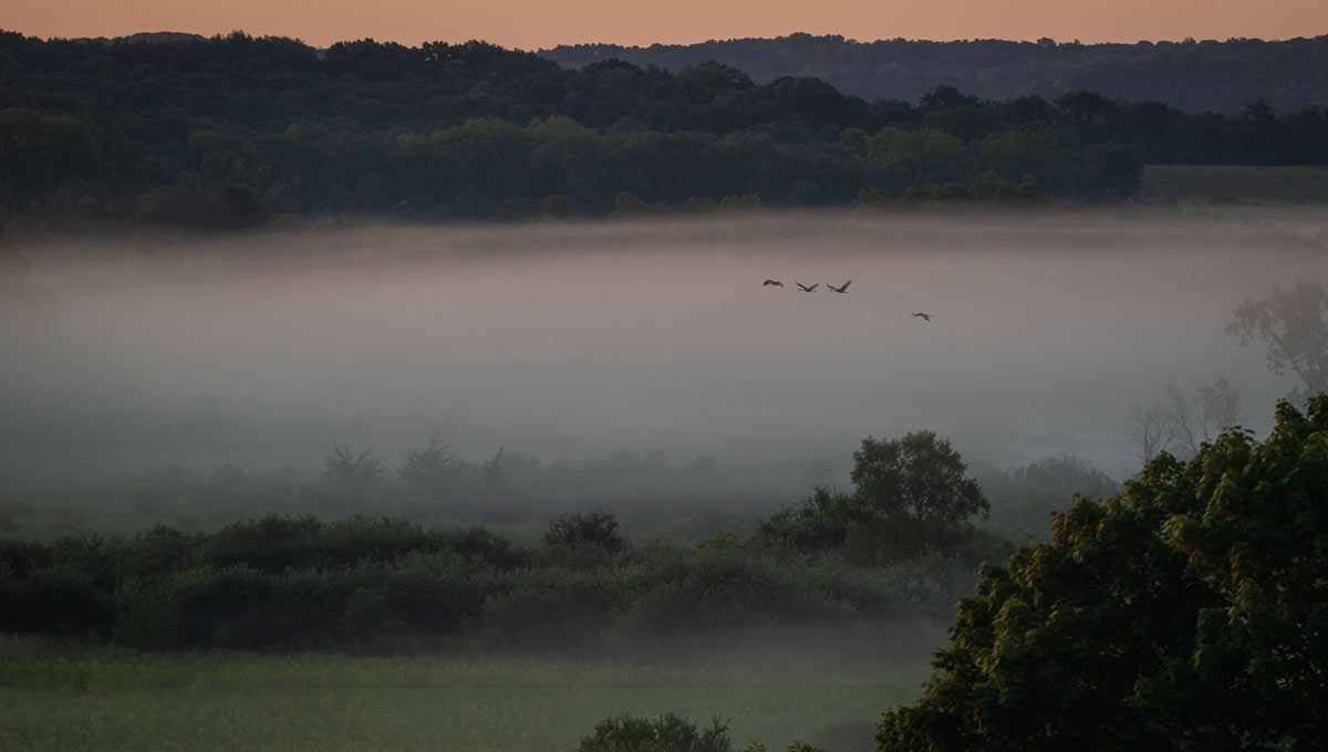 poranek, gęsta mgła nad polami, przelatujące ptaki