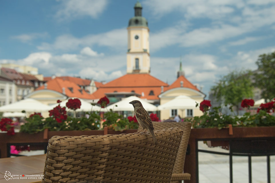 Widok na ratusz w Białymstoku