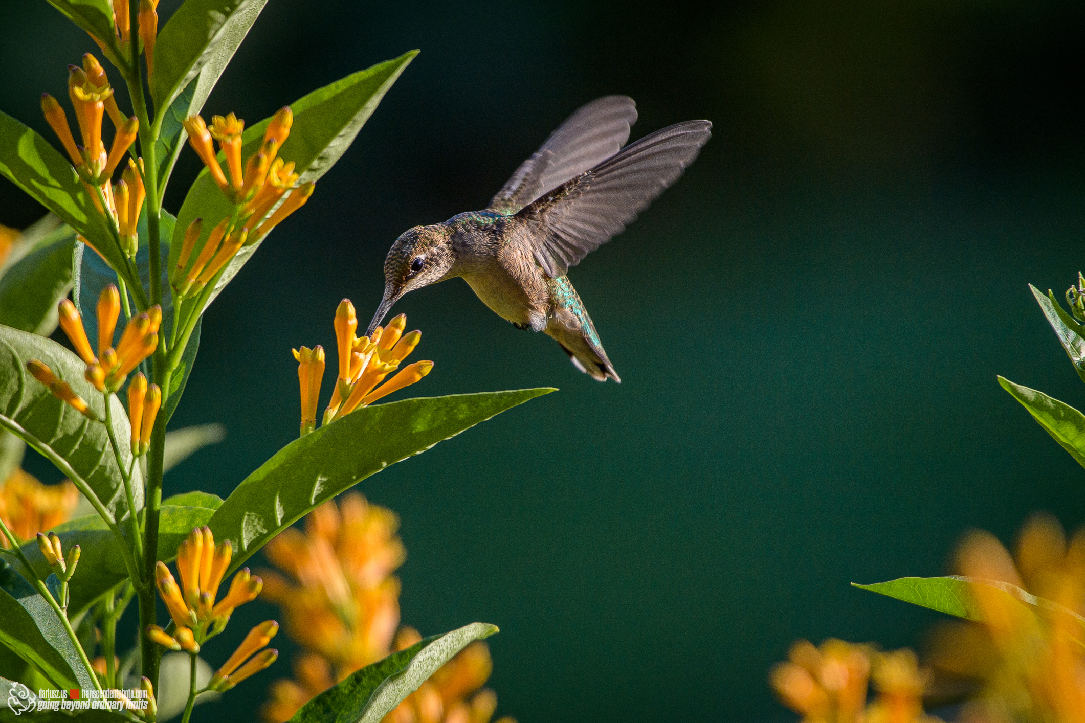 Koliber spijający nektar