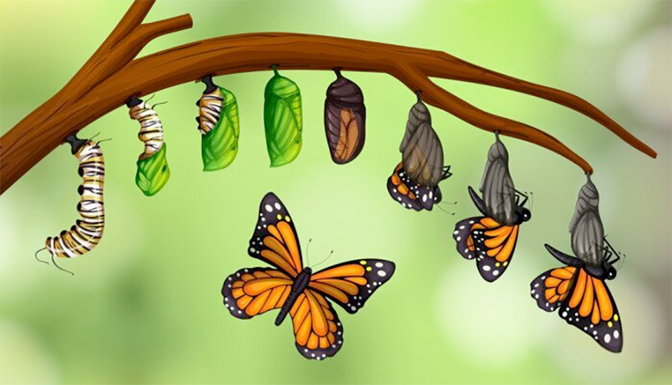 fazy rozwoju motyla