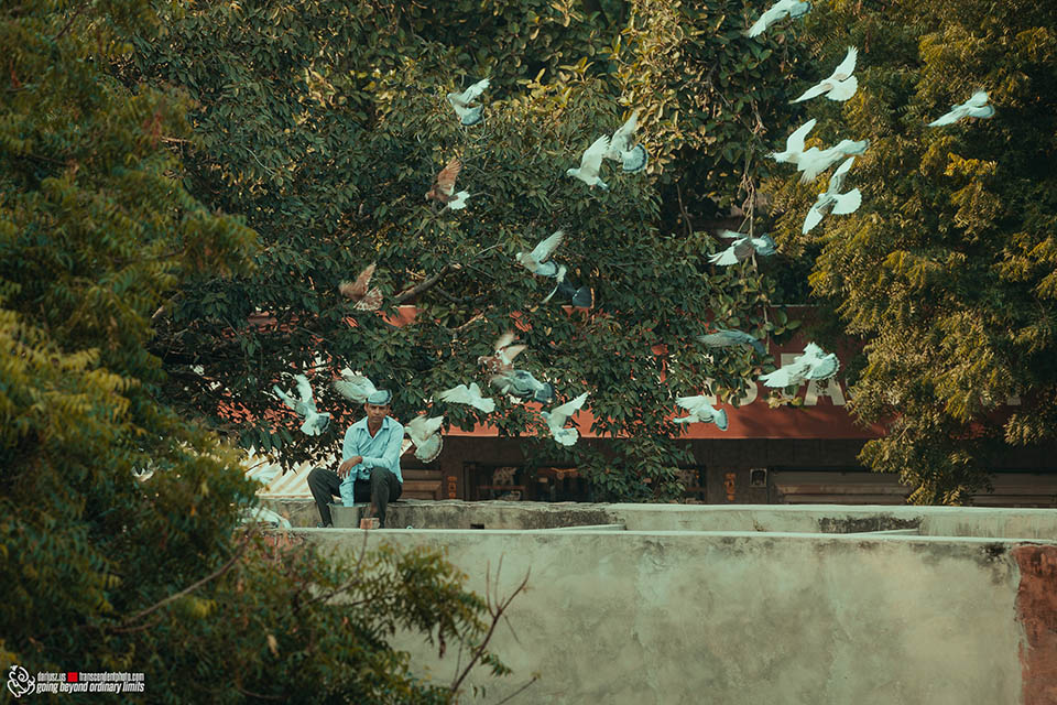młody mężczyzna trenuje gołębie na dachu swego domu w Agrze