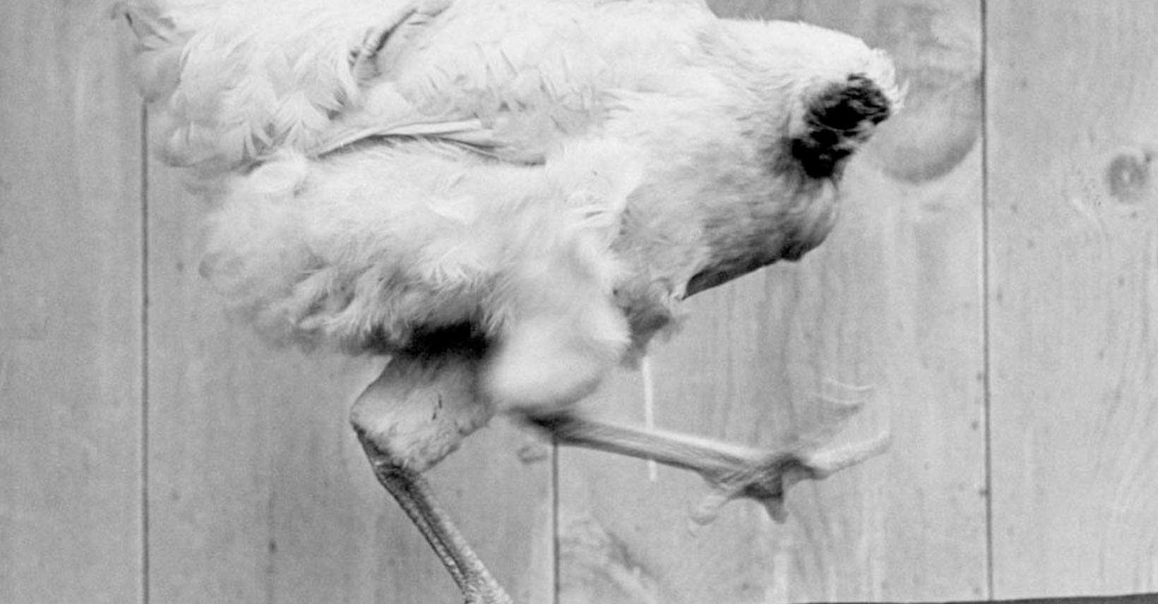 Czy kraj bez myślenia to jeszcze kraj, czy już tylko ciało na autopilocie? Refleksyjna opowieść o społeczeństwie bez głowy – z kurczakiem Mike’em w roli głównej i współczesną polityką w tle.