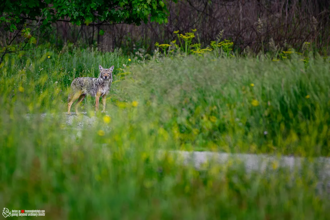 Kojot preriowy stojący na ścieżce, wpatrzony w obiektyw, otoczony przez wysoką zieloną trawę i polne kwiaty – fotografia przyrodnicza