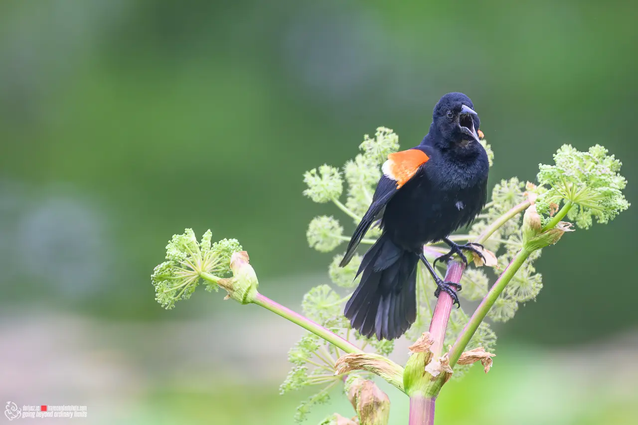 Epolet krasnoskrzydły (Red-winged Blackbird) śpiewający na kwiatostanie barszczu, na tle rozmytej zieleni – fotografia przyrodnicza pełna dynamiki