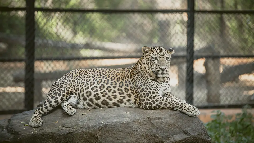 tiger
